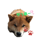はなちゃん。スタンプ（個別スタンプ：7）