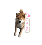 はなちゃん。スタンプ（個別スタンプ：11）