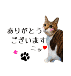 可愛い愛しのぬこ様（個別スタンプ：2）