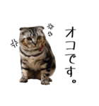 可愛い愛しのぬこ様（個別スタンプ：5）