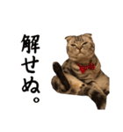 可愛い愛しのぬこ様（個別スタンプ：7）