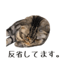 可愛い愛しのぬこ様（個別スタンプ：8）
