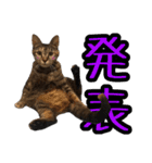 可愛い愛しのぬこ様（個別スタンプ：13）