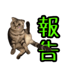 可愛い愛しのぬこ様（個別スタンプ：14）