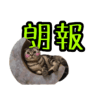 可愛い愛しのぬこ様（個別スタンプ：15）