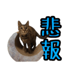 可愛い愛しのぬこ様（個別スタンプ：16）