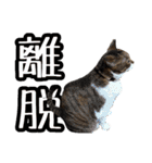 可愛い愛しのぬこ様（個別スタンプ：20）
