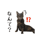 可愛い愛しのぬこ様（個別スタンプ：25）