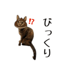 可愛い愛しのぬこ様（個別スタンプ：26）
