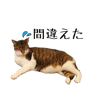 可愛い愛しのぬこ様（個別スタンプ：27）