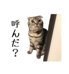 可愛い愛しのぬこ様（個別スタンプ：30）