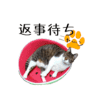 可愛い愛しのぬこ様（個別スタンプ：32）