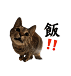 可愛い愛しのぬこ様（個別スタンプ：34）