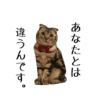 可愛い愛しのぬこ様（個別スタンプ：35）