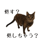 可愛い愛しのぬこ様（個別スタンプ：36）