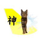 可愛い愛しのぬこ様（個別スタンプ：37）