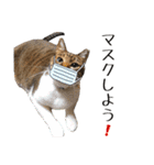 可愛い愛しのぬこ様（個別スタンプ：39）