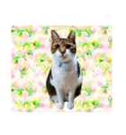 可愛い愛しのぬこ様（個別スタンプ：40）