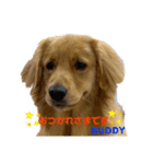 ゴールデンレトリバーBuddy（個別スタンプ：1）