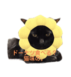 黒猫ここちゃんの叫び（個別スタンプ：1）