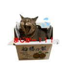 キジトラらむさんの日常（個別スタンプ：1）