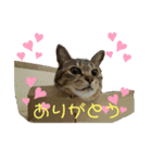 キジトラらむさんの日常（個別スタンプ：3）