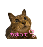 キジトラらむさんの日常（個別スタンプ：5）