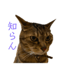 キジトラらむさんの日常（個別スタンプ：6）