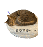 キジトラらむさんの日常（個別スタンプ：10）