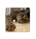 キジトラらむさんの日常（個別スタンプ：11）