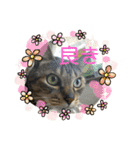 キジトラらむさんの日常（個別スタンプ：13）