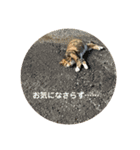 キジトラらむさんの日常（個別スタンプ：15）