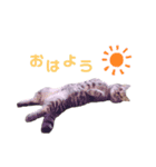 よもぎさま（個別スタンプ：2）