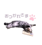 よもぎさま（個別スタンプ：4）
