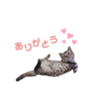 よもぎさま（個別スタンプ：6）