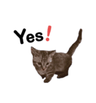 よもぎさま（個別スタンプ：10）
