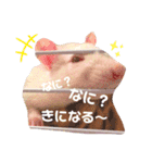 maro.すたんぷ（個別スタンプ：8）