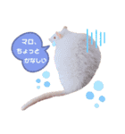 maro.すたんぷ（個別スタンプ：12）