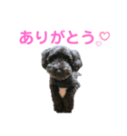 プー太郎の日常②（個別スタンプ：5）