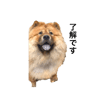 Lilo the Chow 2020（個別スタンプ：1）