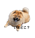 Lilo the Chow 2020（個別スタンプ：2）