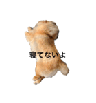 Lilo the Chow 2020（個別スタンプ：3）