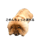 Lilo the Chow 2020（個別スタンプ：4）