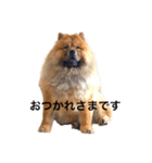 Lilo the Chow 2020（個別スタンプ：5）