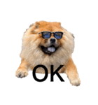 Lilo the Chow 2020（個別スタンプ：6）