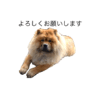 Lilo the Chow 2020（個別スタンプ：7）