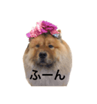 Lilo the Chow 2020（個別スタンプ：9）