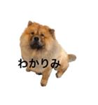 Lilo the Chow 2020（個別スタンプ：10）