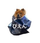 Lilo the Chow 2020（個別スタンプ：11）