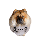Lilo the Chow 2020（個別スタンプ：12）